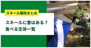 カワコザラガイは 水草その前に で駆除可能 駆除対策と食べる生態まとめ アクアリウムを楽しもう