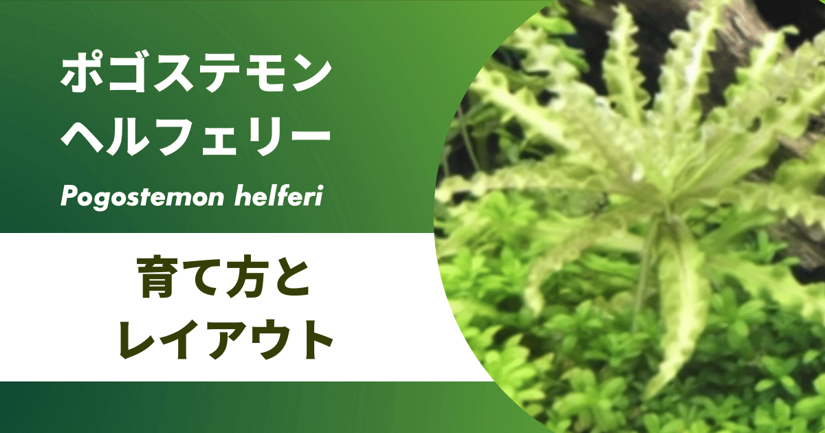 ポゴステモン・ヘルフェリーの育て方と増やし方｜硬度や光量 – アクアリウムを楽しもう