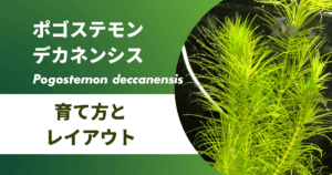アナカリス オオカナダモ の茶色く枯れない育て方 植え方やレイアウト トリミングのコツを紹介 アクアリウムを楽しもう