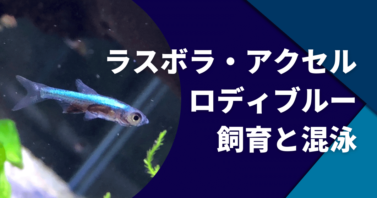 ラスボラ アクセルロディブルーの色揚げ方法と適した水流について アクアリウムを楽しもう