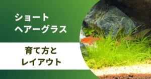 前景草おすすめ9選 初心者でも簡単 Co2なし で育つ水草を紹介 アクアリウムを楽しもう