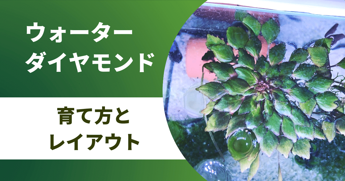 ウォーターダイヤモンドの育て方 光量 水質 Co2の有無について アクアリウムを楽しもう