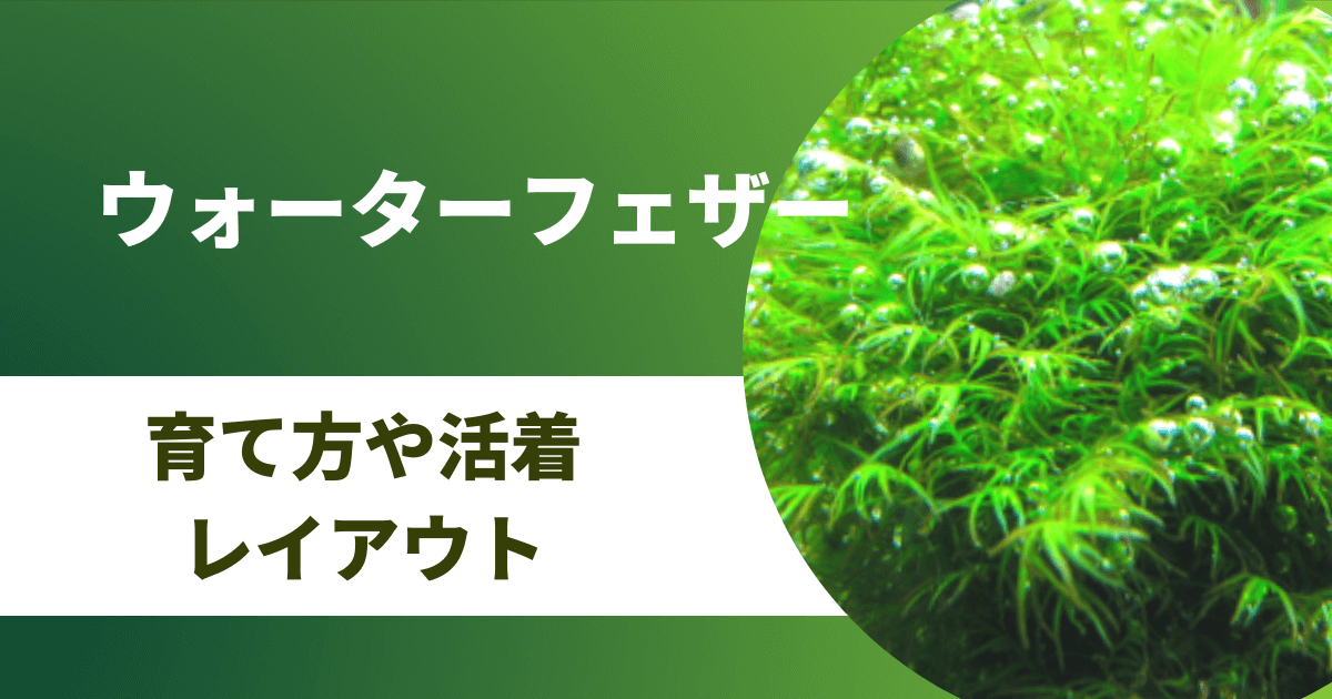 ウォーターフェザー ホウオウゴケ の活着 育て方 増やし方 レイアウト事例も紹介 アクアリウムを楽しもう