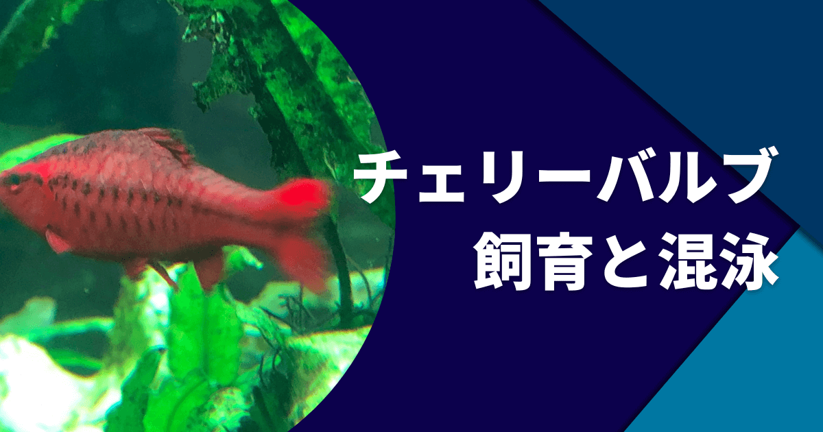 チェリーバルブの気性や混泳相性は 繁殖方法 喧嘩防止など紹介 アクアリウムを楽しもう