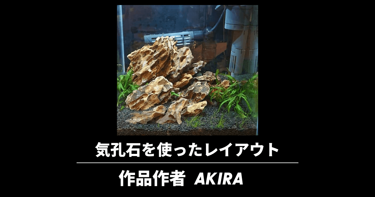黄虎石 気孔石 を使った30cm水槽レイアウト Akira作 アクアリウムを楽しもう