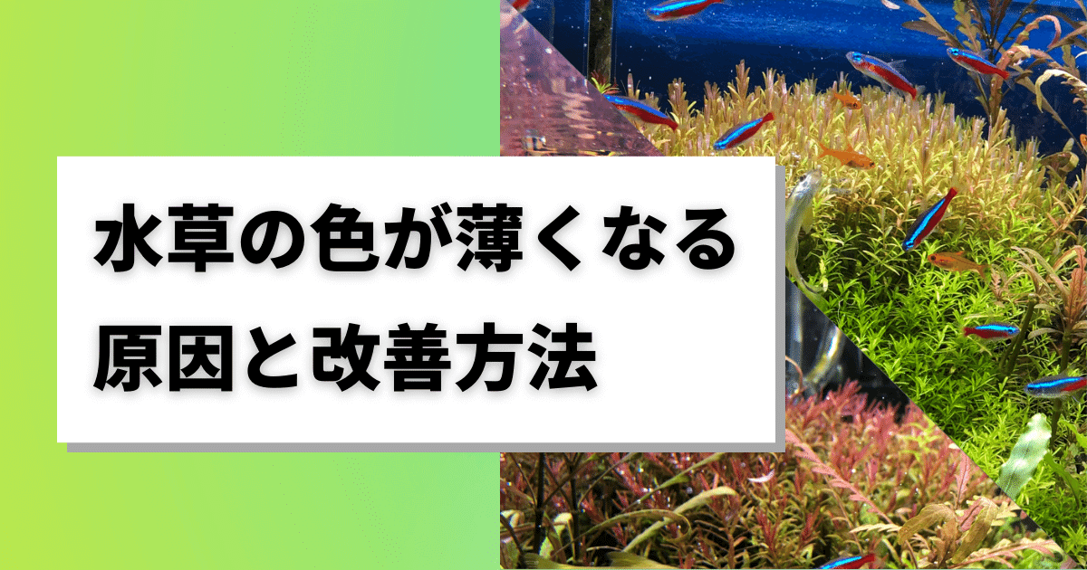 水草の色が薄くなった原因とは 水草の緑を濃く復活させる方法 アクアリウムを楽しもう