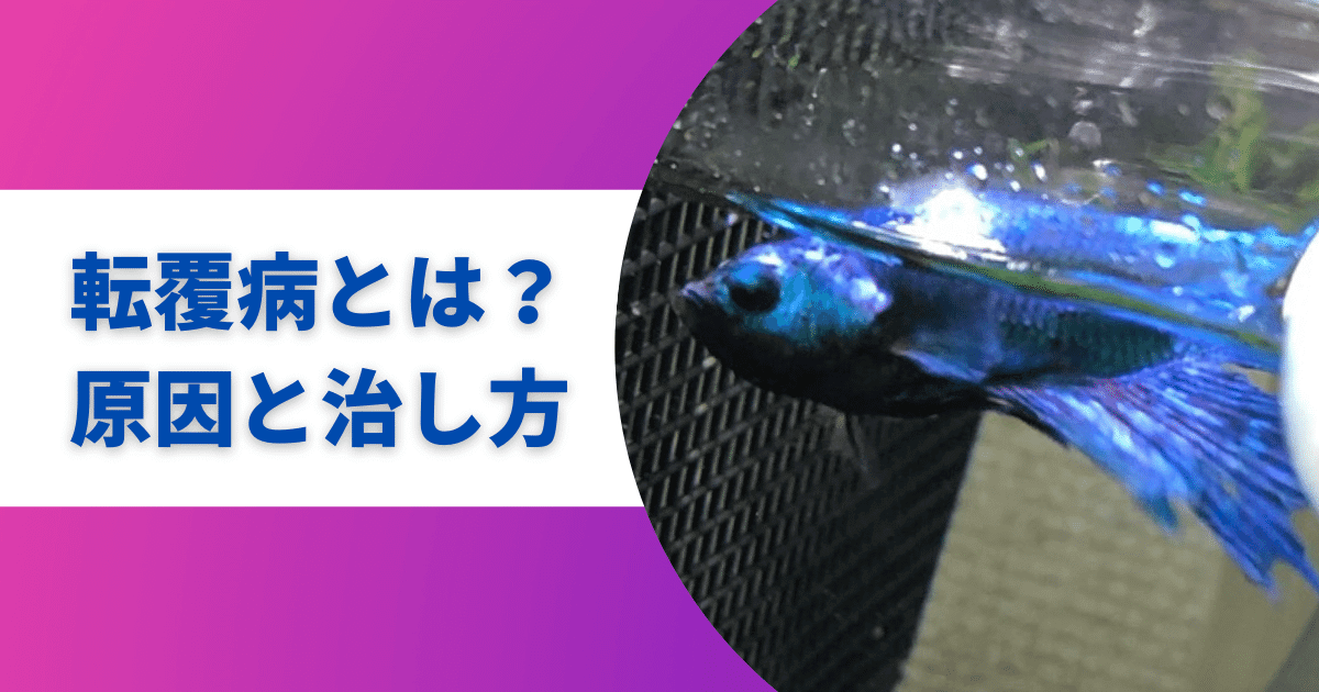 Zvpo3wlqs2wmom Zvpo3wlqs2wmom