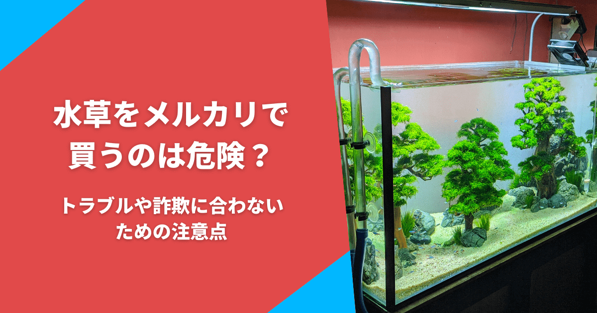 水草をメルカリやフリマで買うのは危険 詐欺に合わない気をつけるポイント アクアリウムを楽しもう