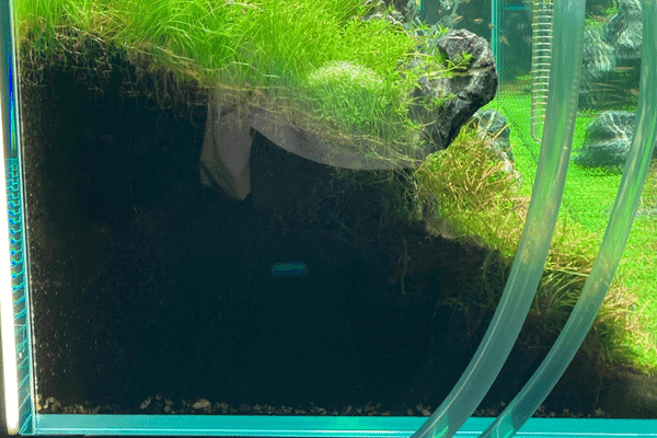 水槽レイアウト構図の王道3パターンを紹介 初心者の為の基礎知識 アクアリウムを楽しもう