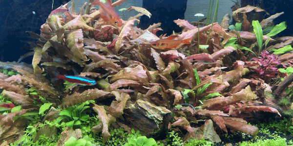 クリプトコリネ ウェンティブラウンの育て方 光量 水質 Co2の有無について アクアリウムを楽しもう