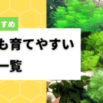 初心者が育てやすい水草