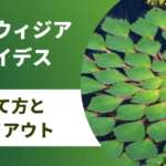 ルドウィジアセドイデスの育て方