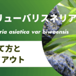 スクリューバリスネリアの育て方