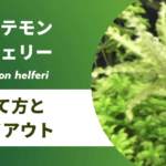 ポゴステモンヘルフェリーの育て方