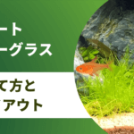 ショートヘアグラスの育て方と必要光量