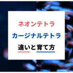 ネオンテトラとカージナルテトラの違い