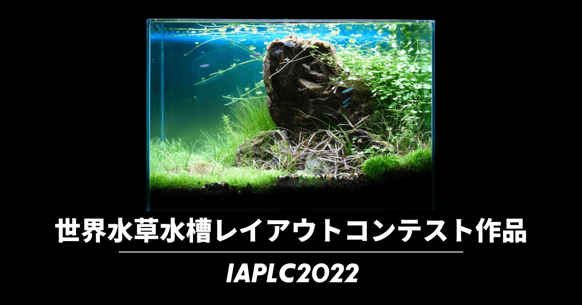 世界水草レイアウトコンテスト22 45cm水槽立ち上げ 完成まで Iaplc出典