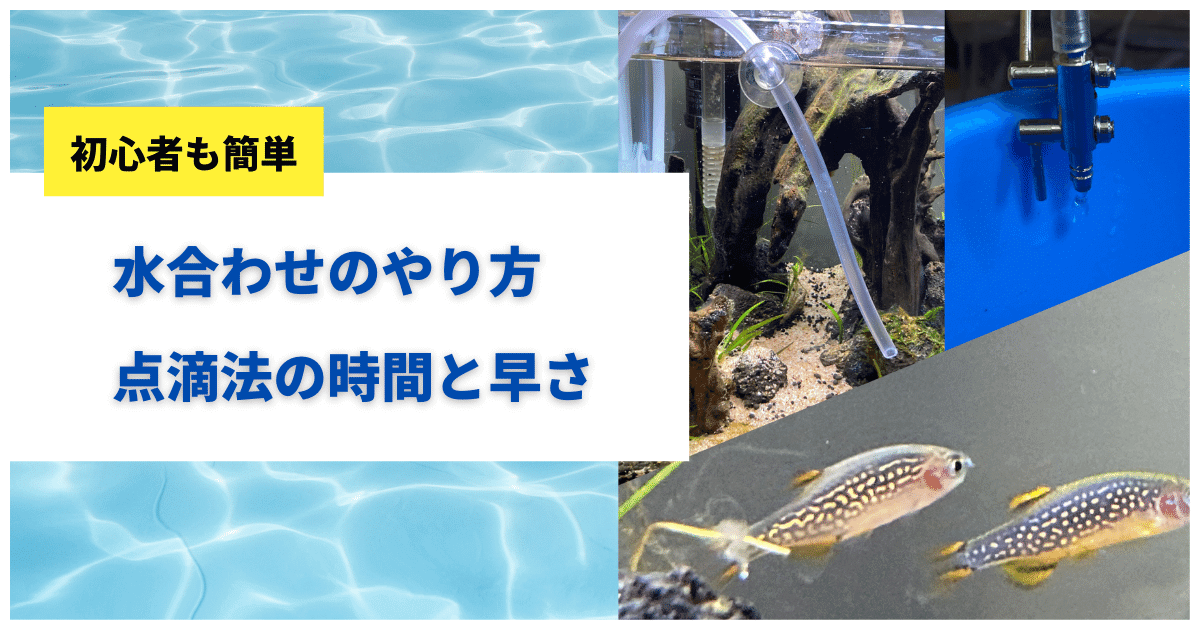 水合わせ 点滴法 やり方 時間と点滴スピード アクアリウムを楽しもう