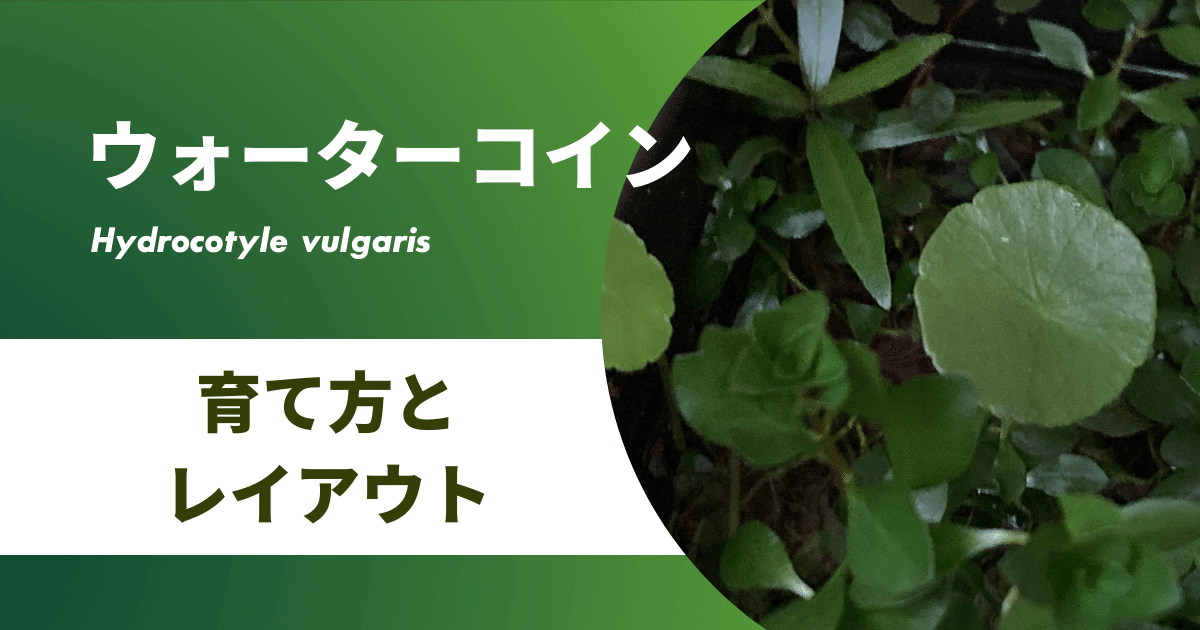 ウォーターコインの育て方 地植えでも育つ 簡単に増やす方法 アクアリウムを楽しもう