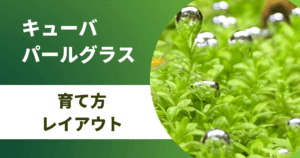 前景草おすすめ9選 初心者でも簡単 Co2なし で育つ水草を紹介 アクアリウムを楽しもう