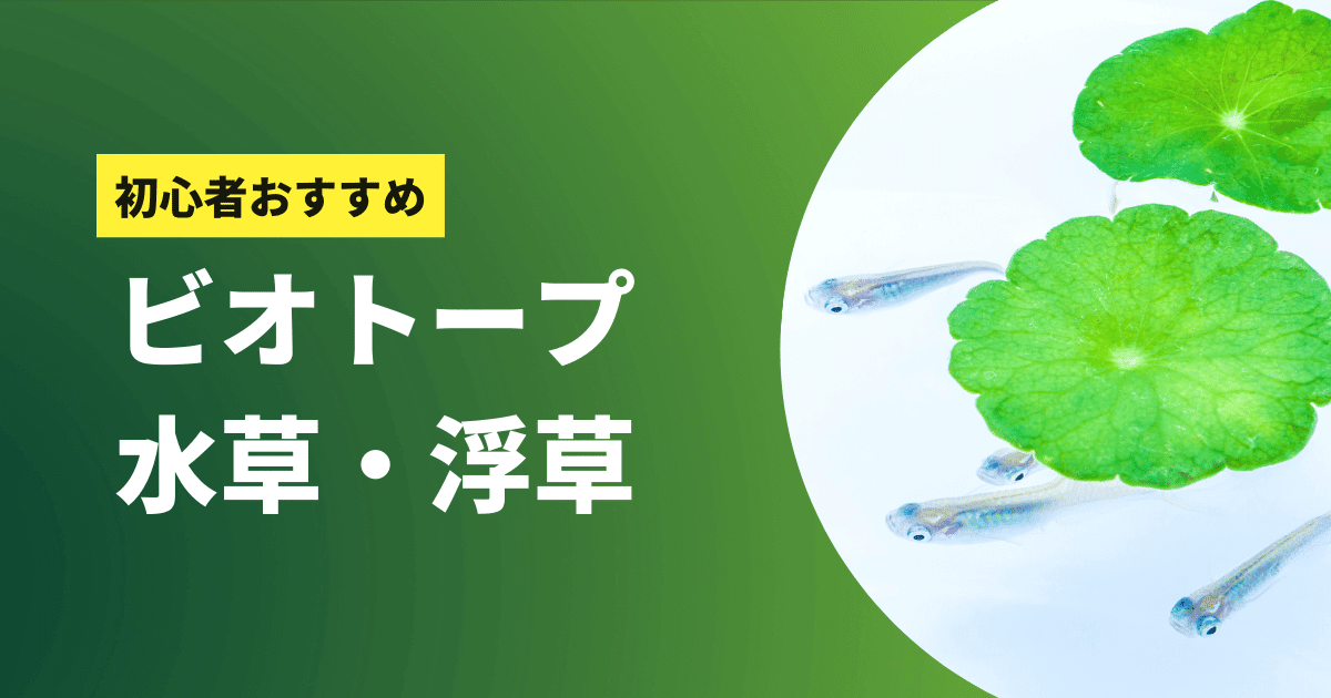 ビオトープにおすすめの水草 浮草19選 選び方と有無の違い アクアリウムを楽しもう