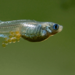 魚のお腹が膨れる 腹水病 とは 症状と治療法 アクアリウムを楽しもう