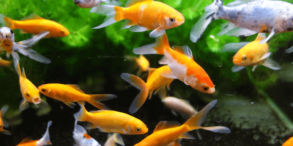 金魚の種類一覧 人気でかわいい金魚ランキング アクアリウムを楽しもう