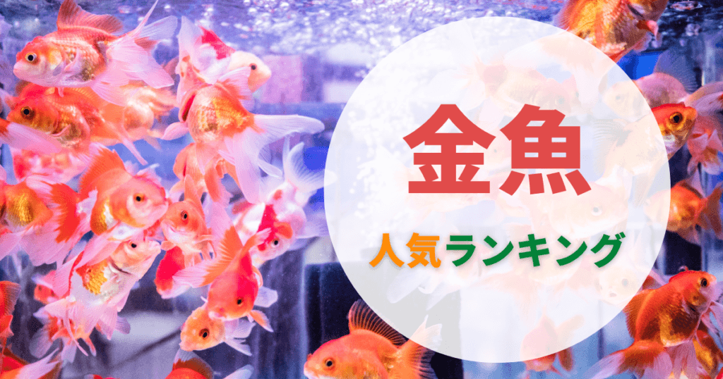 金魚の種類一覧｜人気でかわいい金魚ランキング