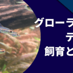 グローライトテトラの飼育方法