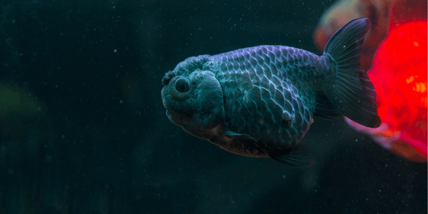 らんちゅう 金魚 の飼い方と適正水槽サイズ 寿命 販売値段相場 アクアリウムを楽しもう