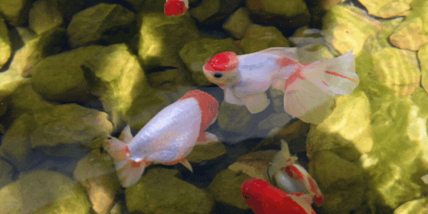 らんちゅう 金魚 の飼い方と適正水槽サイズ 寿命 販売値段相場 アクアリウムを楽しもう