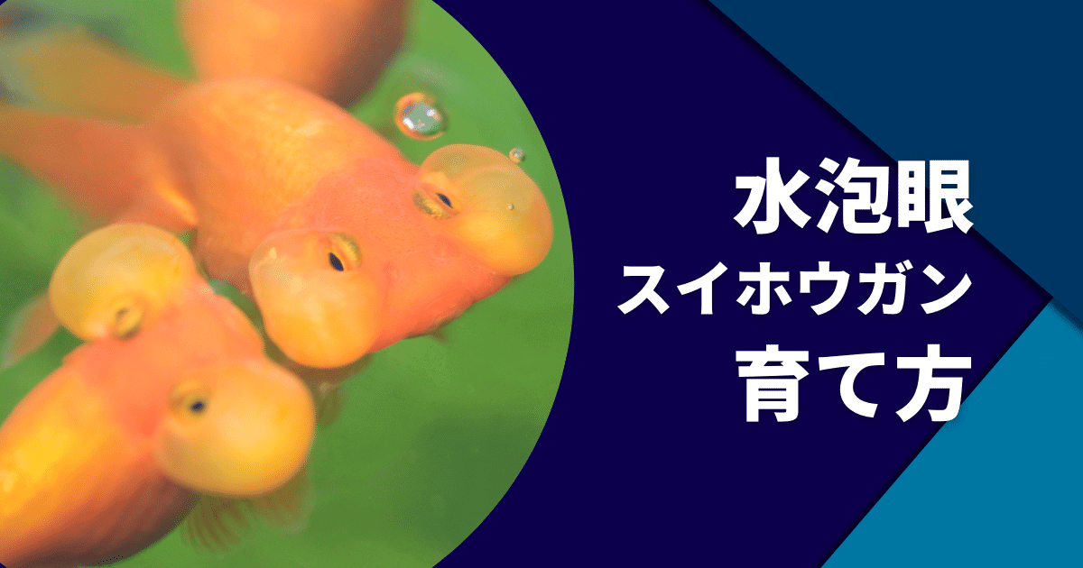 スイホウガン 水泡眼はかわいい金魚 袋がつぶれた時の対処や飼い方 アクアリウムを楽しもう