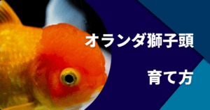 金魚の種類一覧 人気でかわいい金魚ランキング アクアリウムを楽しもう