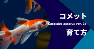 金魚の飼い方 ポンプなしのリスクと初心者が簡単育てるコツ アクアリウムを楽しもう