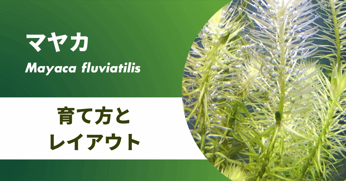マヤカ 水草 の植え方や増やし方を紹介 トリミング方法やレイアウトも掲載 アクアリウムを楽しもう