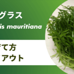 コブラグラスの育て方