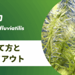 水草マヤカの育て方