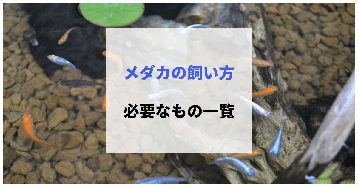 メダカの飼い方と初心者必見の屋外や室内飼育に必要なものを解説 アクアリウムを楽しもう