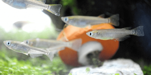 メダカの飼い方と初心者必見の屋外や室内飼育に必要なものを解説 アクアリウムを楽しもう