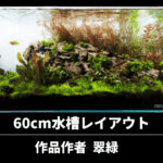 60cm水槽レイアウトの作り方