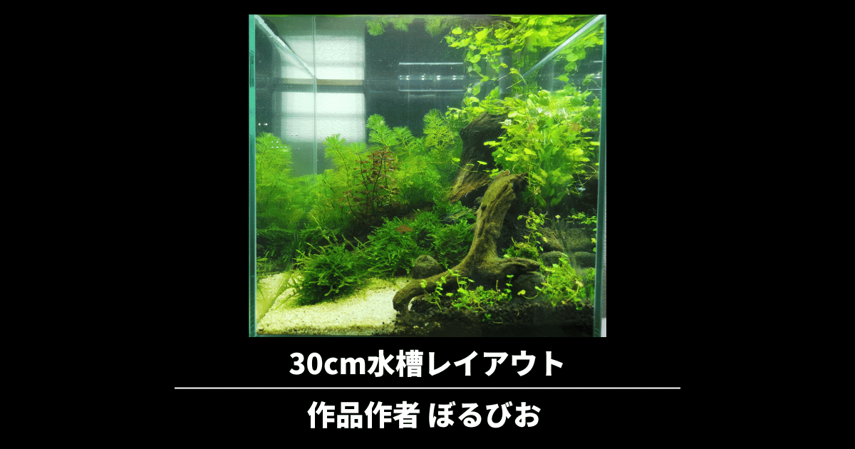 カボンバを使った水槽レイアウトの作り方 30cmキューブ水槽 アクアリウムを楽しもう