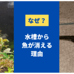 水槽から魚から消えたワケや飛び出しを防ぐ隙間埋めの方法