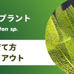 レースプラントの育て方/増やし方や植え方、花の咲かせ方を紹介