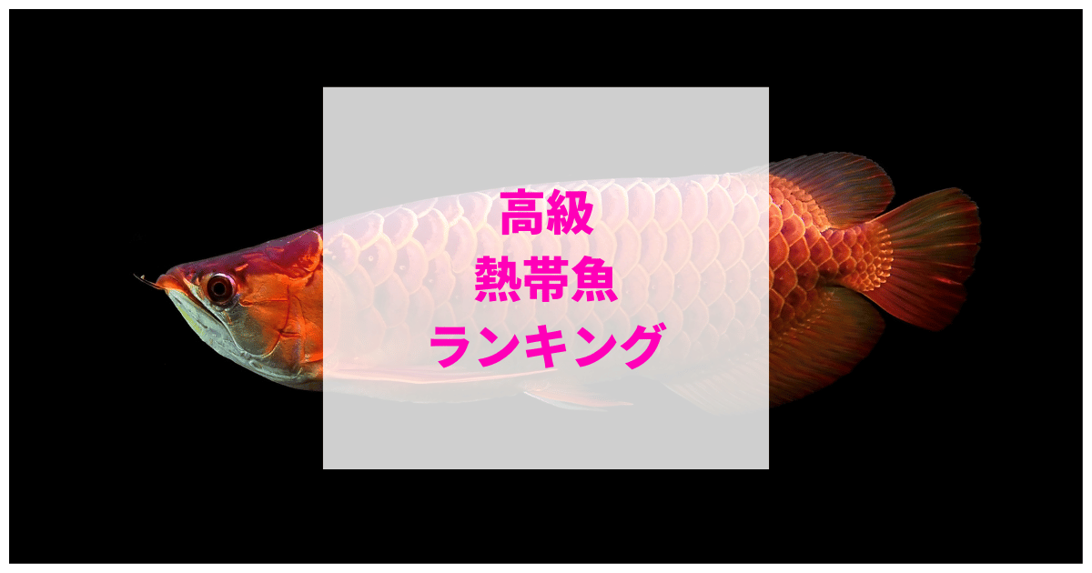 高級熱帯魚ランキング【淡水/海水まとめ】
