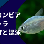 コロンビアレッドフィンテトラの混泳｜飼育と繁殖について