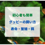 グッピーの寿命と飼い方・繁殖・水温・餌・水槽に入れられる数を解説