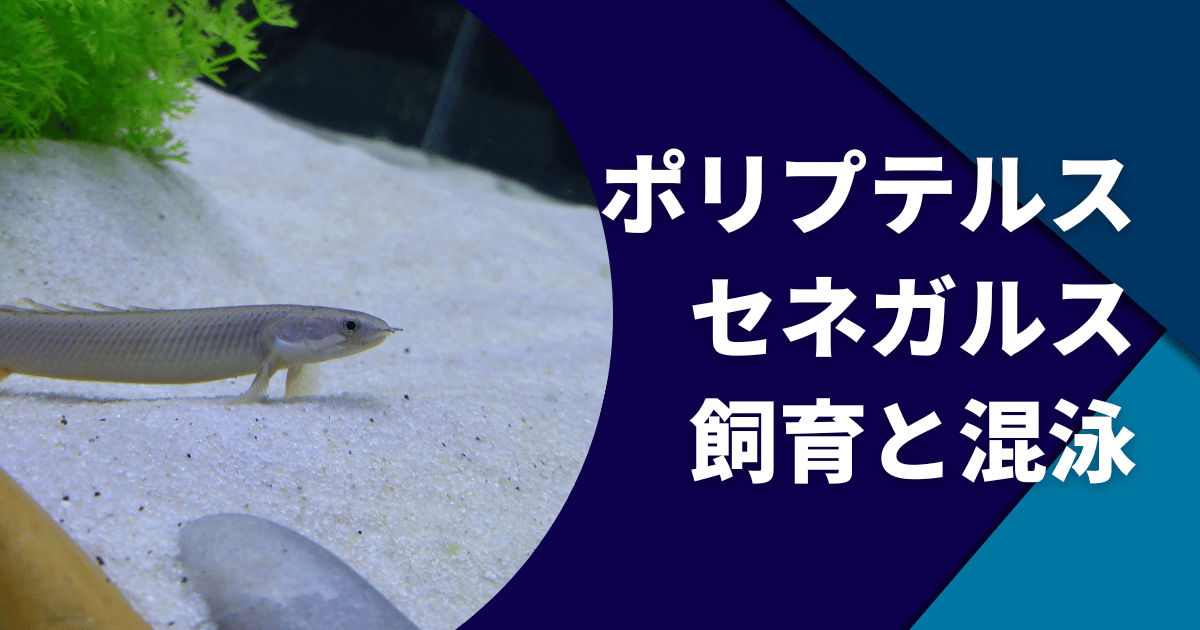 ポリプテルスセネガルスの寿命や飼い方(大きさ・餌・水温 