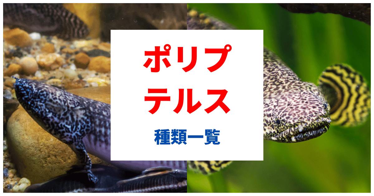 ポリプテルス 数種類 【公式通販】