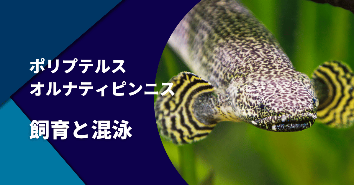 ポリプテルス・オルナティピンニスの寿命と大きさや飼育方法 