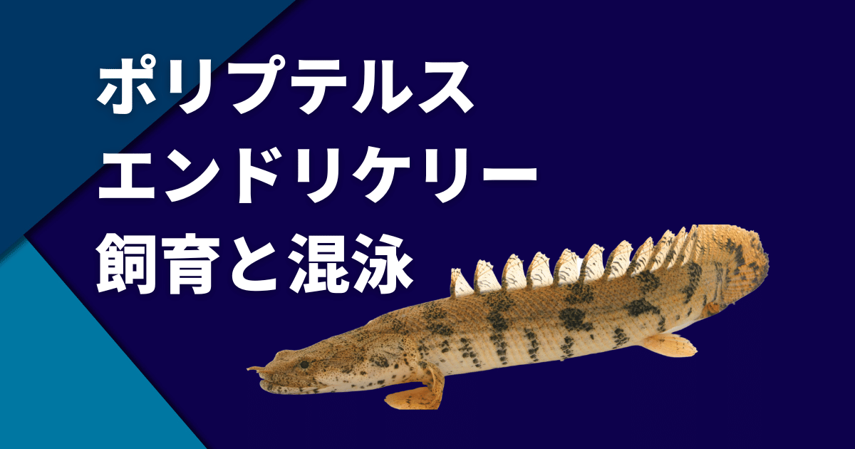 ポリプテルス・エンドリケリーの寿命と大きさや飼育方法 